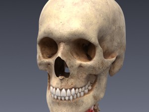 human anatomy animated skeleton internal organs Model 3D