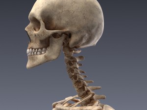 human anatomy animated skeleton internal organs Model 3D