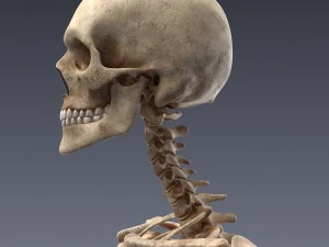 human anatomy animated skeleton internal organs 3D Model