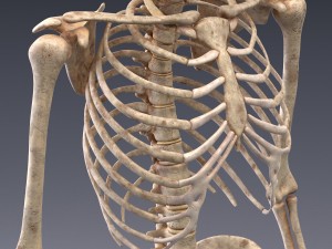 human anatomy animated skeleton internal organs Model 3D
