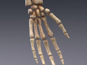 human anatomy animated skeleton internal organs 3D Model
