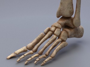human anatomy animated skeleton internal organs Model 3D