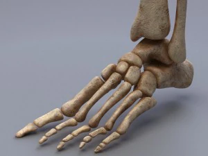 human anatomy animated skeleton internal organs 3D Model