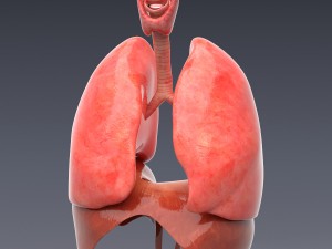 human anatomy animated skeleton internal organs Model 3D