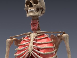 human anatomy animated skeleton internal organs Model 3D