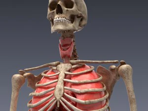human anatomy animated skeleton internal organs 3D Model