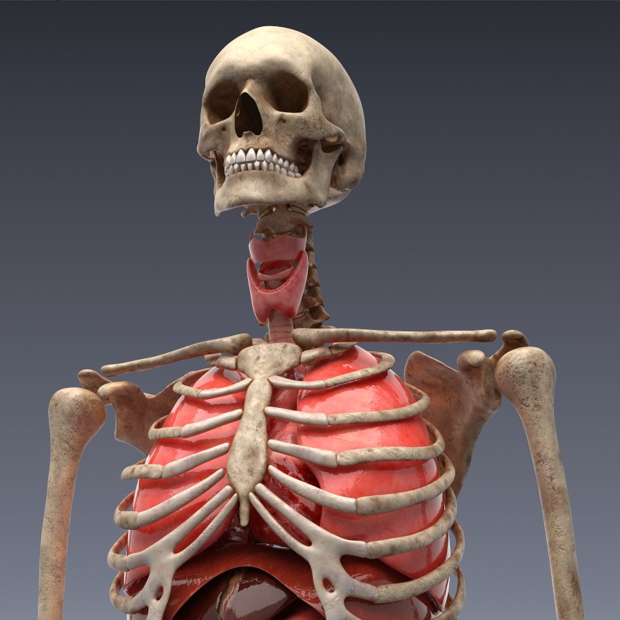 Bones system. Человеческий келет с оргонами. Скелет с внутренними органами.