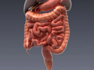 human anatomy animated skeleton internal organs 3D Model