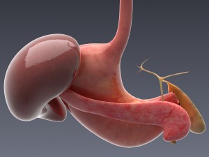 human anatomy animated skeleton internal organs Model 3D