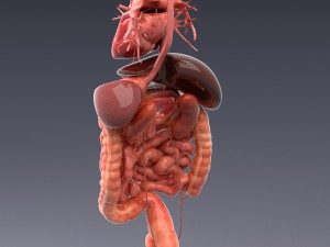 human anatomy animated skeleton internal organs Model 3D