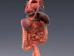 human anatomy animated skeleton internal organs 3D Model