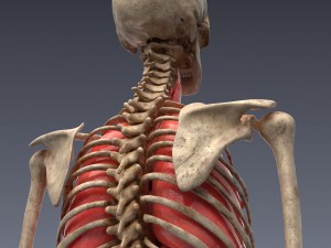 human anatomy animated skeleton internal organs Model 3D