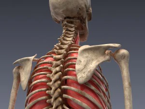 human anatomy animated skeleton internal organs 3D Model