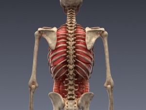 human anatomy animated skeleton internal organs Model 3D