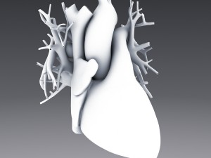 human anatomy animated skeleton internal organs Model 3D