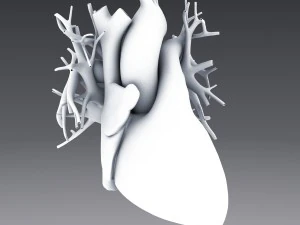 human anatomy animated skeleton internal organs 3D Model