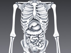 human anatomy animated skeleton internal organs Model 3D