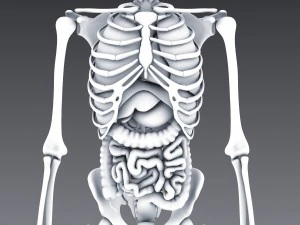human anatomy animated skeleton internal organs 3D Model