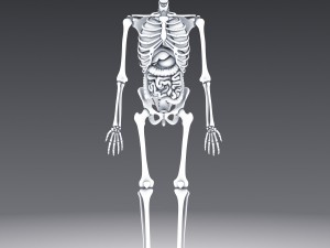 human anatomy animated skeleton internal organs Model 3D