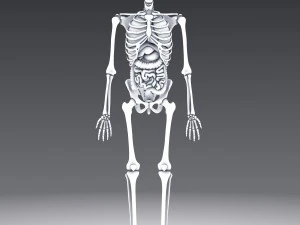 human anatomy animated skeleton internal organs 3D Model