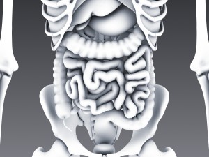 human anatomy animated skeleton internal organs Model 3D
