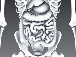 human anatomy animated skeleton internal organs 3D Model