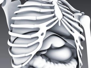 human anatomy animated skeleton internal organs 3D Model