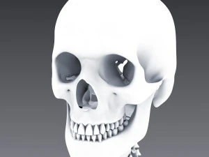 human anatomy animated skeleton internal organs 3D Model