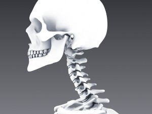 human anatomy animated skeleton internal organs Model 3D