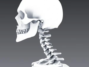 human anatomy animated skeleton internal organs 3D Model