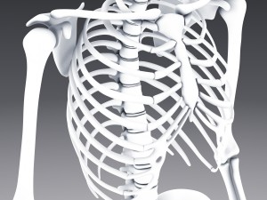 human anatomy animated skeleton internal organs Model 3D