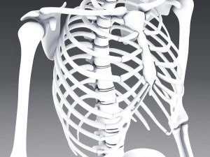 human anatomy animated skeleton internal organs 3D Model