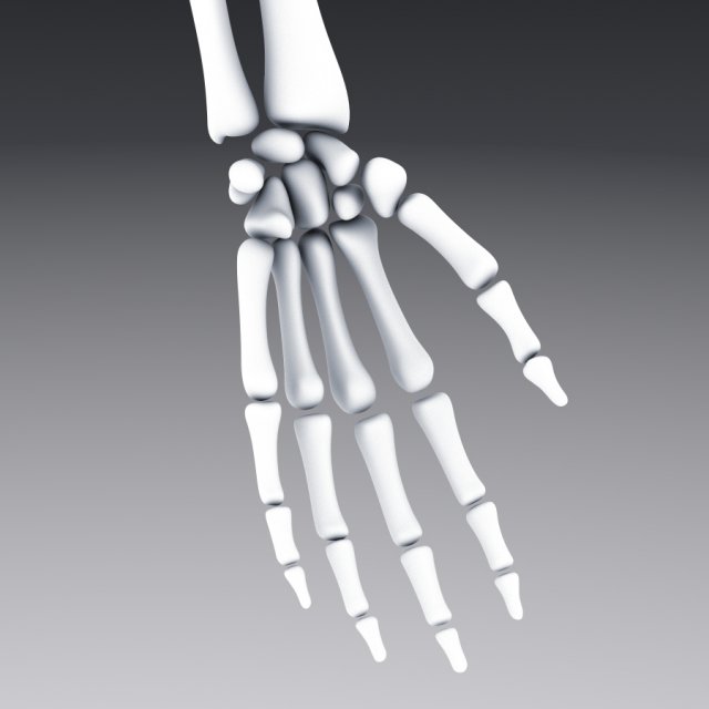human anatomy animated skeleton internal organs 3D Model in Anatomy ...