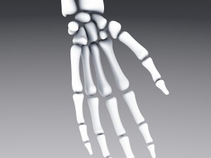 human anatomy animated skeleton internal organs Model 3D