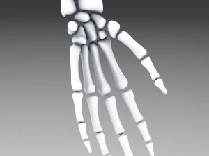 human anatomy animated skeleton internal organs 3D Model