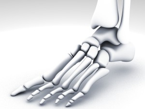 human anatomy animated skeleton internal organs Model 3D