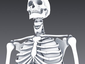 human anatomy animated skeleton internal organs Model 3D