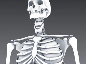 human anatomy animated skeleton internal organs 3D Model
