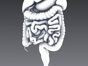 human anatomy animated skeleton internal organs Model 3D