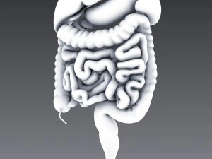 human anatomy animated skeleton internal organs 3D Model