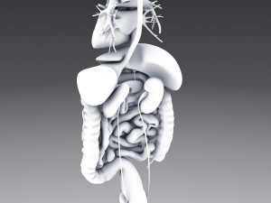human anatomy animated skeleton internal organs Model 3D