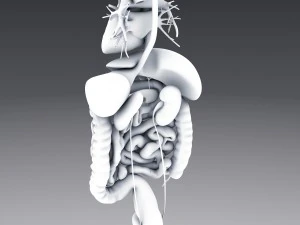 human anatomy animated skeleton internal organs 3D Model
