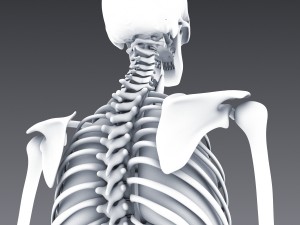 human anatomy animated skeleton internal organs Model 3D