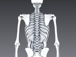 human anatomy animated skeleton internal organs Model 3D
