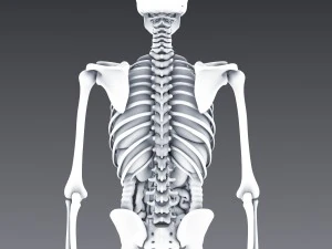 human anatomy animated skeleton internal organs 3D Model