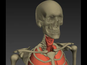 human anatomy animated skeleton internal organs 3D Model