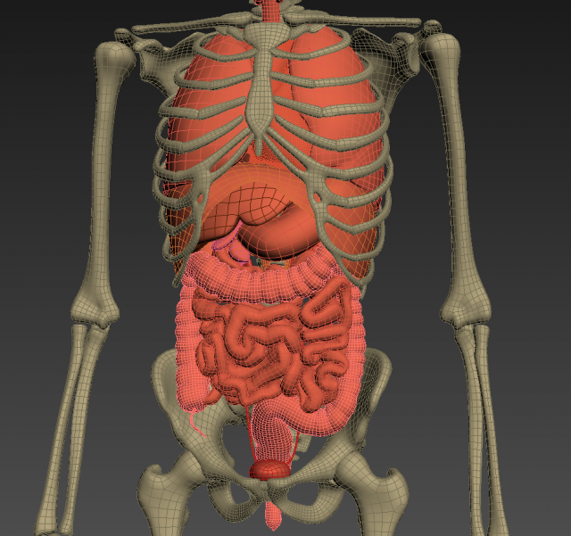 Cartoon human body anatomy. Male and female internal organs