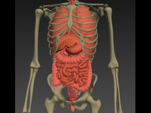 human anatomy animated skeleton internal organs Model 3D