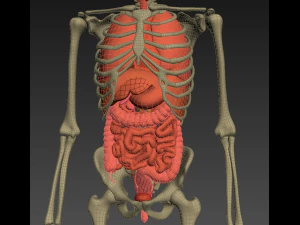 human anatomy animated skeleton internal organs 3D Model