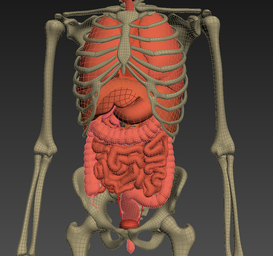 Скелет с внутренними органами